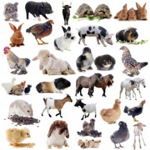 تعلم معنا أسماء الحيوانات