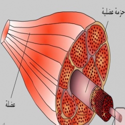 فلاش تركيب العضلات الهيكلية