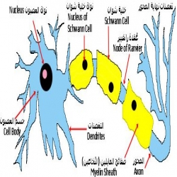 فلاش السيال العصبي