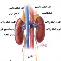 فلاش عن الكلية والجهاز البولى