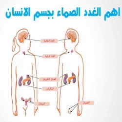 الغدد الصماء والهرمونات