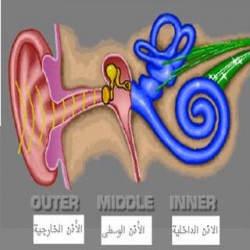 تركيب الأذن