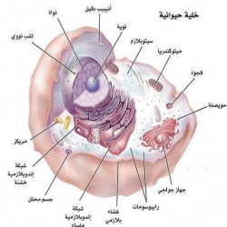  تركيب الخلية الحيوانية